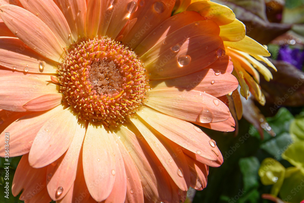 Canvas Prints closeup of orange Gerber daisy flower