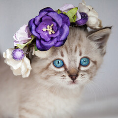 cat with blue eyes in a basket with flowers