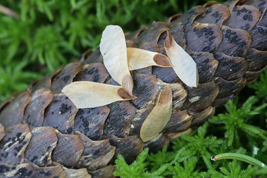 Seeds of Norway spruce, Picea abies, on top of a spruce cone, photographed in April