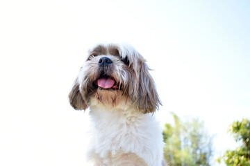 the beautiful pattern smile dog