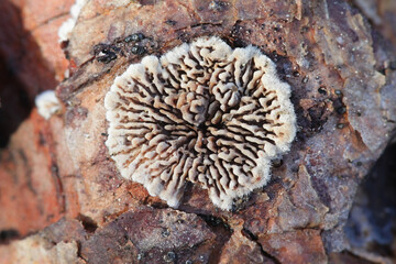 Trichaptum fuscoviolaceum, known as brown purplepore bracket or violet-toothed polypore, wild fungus from Finland