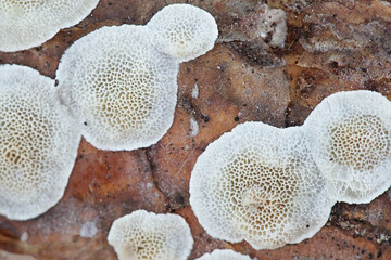 Skeletocutis amorpha, known as rusty crust, wild polypore from Finland