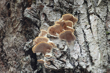 Gloeoporus dichrous, known as the Bicoloured Bracket fungus, wild polypore from Finland