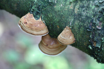 Fomes fomentarius,known as the tinder fungus, false tinder fungus, hoof fungus, tinder conk, tinder polypore or ice man fungus