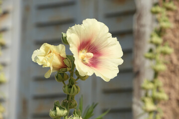 Beautiful hollyhock flower in bloom with cream & pink petals, against a traditional wooden...