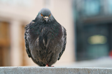 Frontal portrait of the gray city pigeon. Rainy summer day. Defocused background. Animal theme.