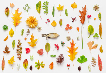 dead bird and autumn leaves on the white background