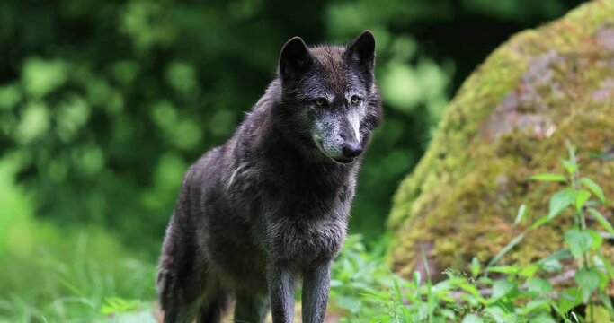 Black wolf in the forest