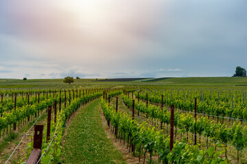 Fototapeta na wymiar raw growing green grapes in nice rows in a vineyard springtime summer beginning