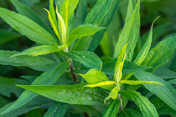 green leaves of a plant