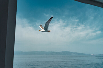 Seagull in Adriatic Sea in Greece while ferry travel. Freedom, carefree, windy weather concept 