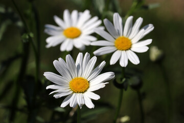 Daisy flowers in green grass, floral background. Chamomiles on a meadow in summer, herbal medicine