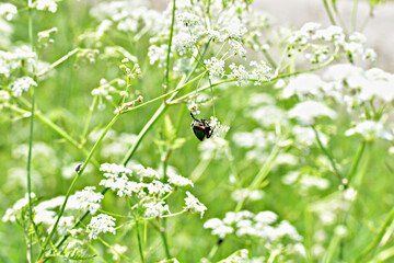 Dark beetle sits on a white flower