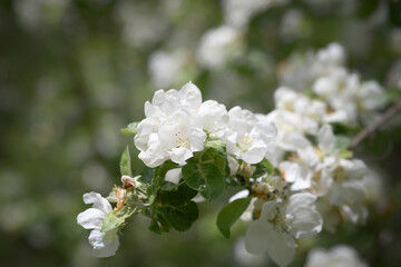 Thick clusters of flowers on a spring apple tre