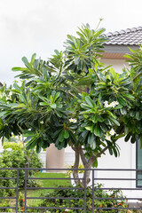 Plumeria trees planted for home decoration.