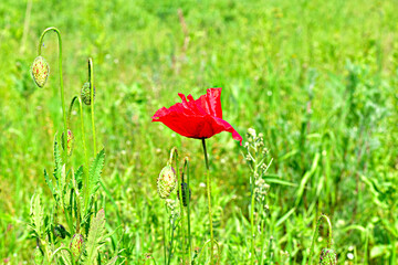 Red poppy grows on a green field.