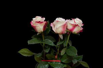 White-red rose with green petals on a black isolated background