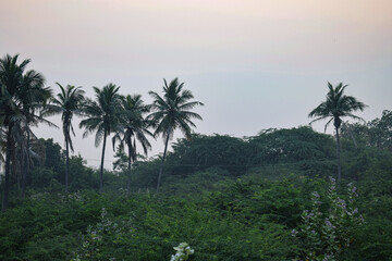 Fototapeta na wymiar Picture of coconut trees in Indian fields