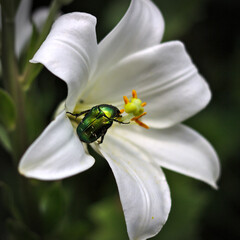 Green rose chafer on a white lily