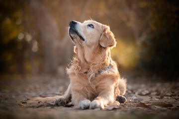 Golden Retriver