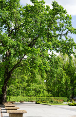 oak with a beautiful green crown, in the park