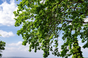 oak with a beautiful green crown, in the park