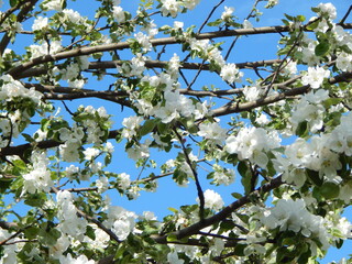 The branches of a blossoming apple tree against a blue sky