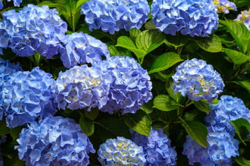 hydrangea flower