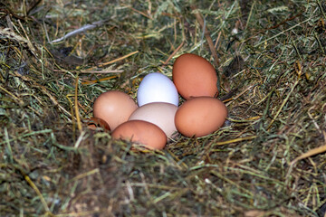 Chicken eggs in the nest. Chicken nest. The eggs are in the nest