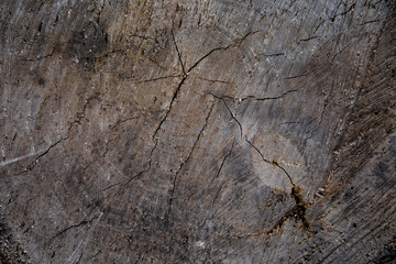 the texture of a stump from a cut tree. smooth wooden surface.