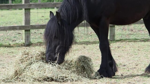 A black horse eats hay from a pile in a paddock.
