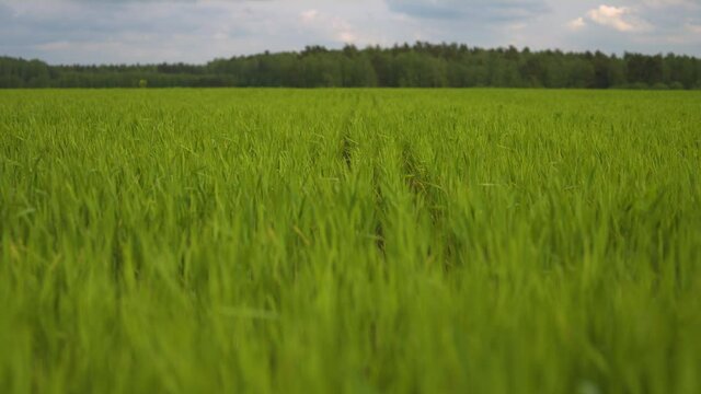 Amazingly beautiful endless fields of green grass go far to the horizon. Fresh grass grows in endless fields. Agricultural spring field. Young sprouts of wheat. Boundless distance.
