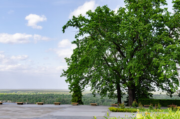 Fototapeta premium benches for relaxation with a tree, in a park among green trees,
