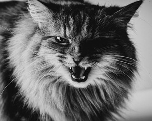 Angry cat on white background