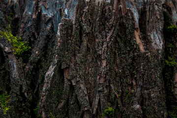textured texture of a tree with moss growing on it.