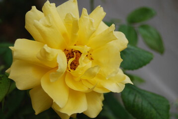 Yellow Rose at Night Portrait