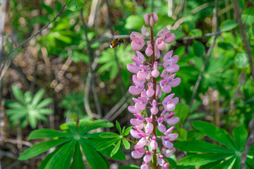 Pink lupine in full bloom in the wild. Bumblebee flies over a flower. Copy space.