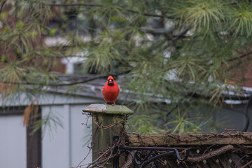 A male red cardinal bird on post