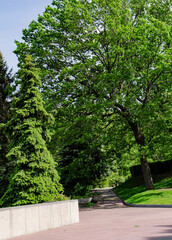 Fototapeta na wymiar paving road in the park among green trees