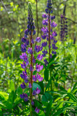 Obraz premium Purple lupine in full bloom on a sunny day at the edge of the forest. Ukrainian nature. Vertical image.