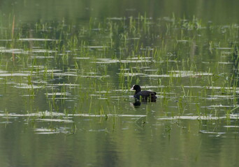 A coot (Fulica atra) in search of food swims in the water of a forest lake.Moscow region. Russia.