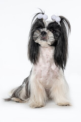 dog shih tzu seated on white background