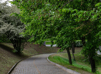 Fototapeta premium droga brukowa w parku wśród zielonych drzew