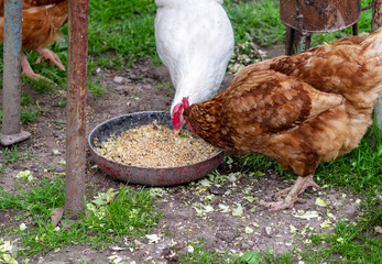 Chicken eats oats from a bowl. Chicken in the village. Oats in a bowl