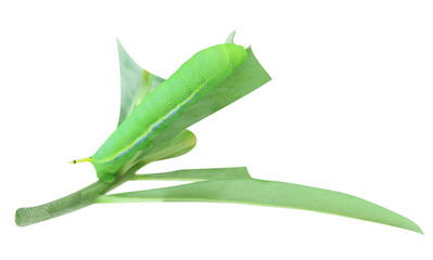 Green worm caterpillars on leaves isolate on white background.