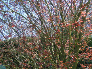 Arbre fleuri, arbre, fleurs rouges et roses. Branches, feuilles.