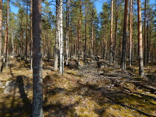 Obraz premium Pine forest on a sunny day, large stones, moss