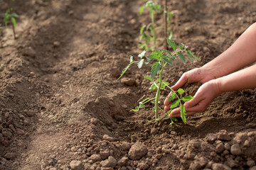 Female hands seeding new tomato plant in a vegetable garden