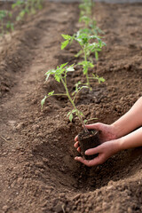 Female hands seeding new tomato plant in a vegetable garden