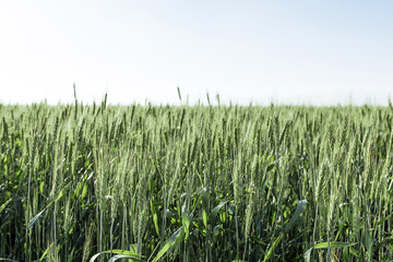 a field of wheat under a blue sky